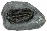 Bug-Eyed Coltraneia Trilobite Fossil - Ofaten, Morocco #352677-1